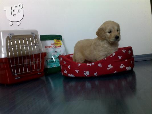 Γκολντεν Ριτριβερ-380 euro